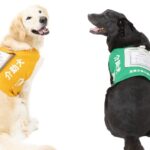 介助犬トレーナーサポート部（特定非営利活動法人兵庫介助犬協会）のサムネイル