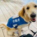 介助犬トレーナーサポート部（特定非営利活動法人兵庫介助犬協会）のサムネイル